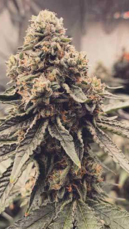 TROPICANA RUNTZ x5