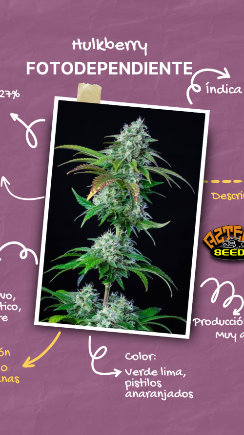 HULKBERRY (a.k.a.: BRUCE BANNER) x5