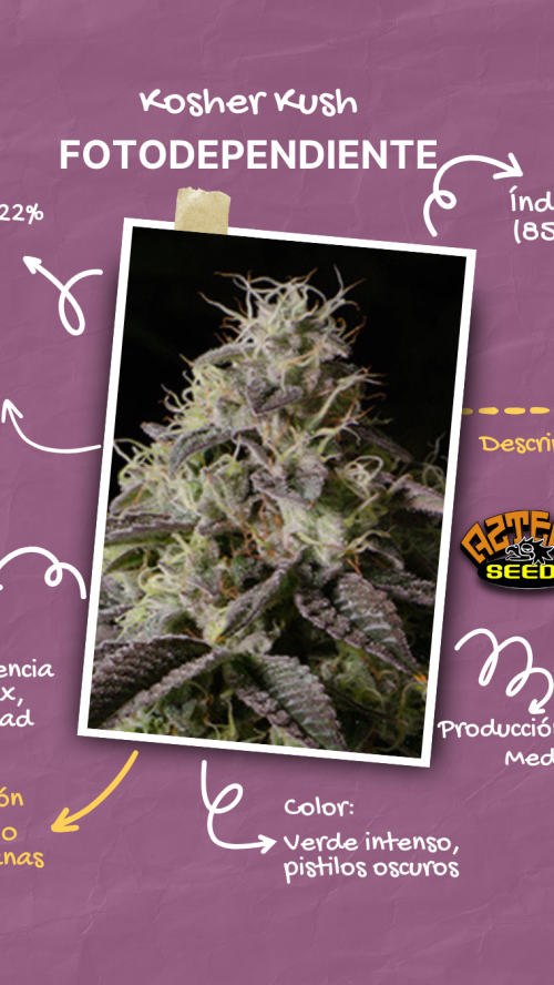 KOSHER KUSH x5