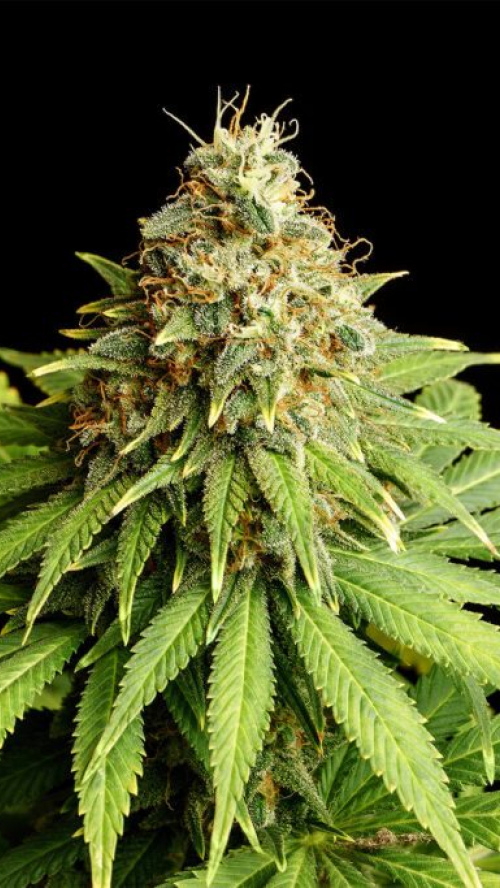 HELL FIRE OG