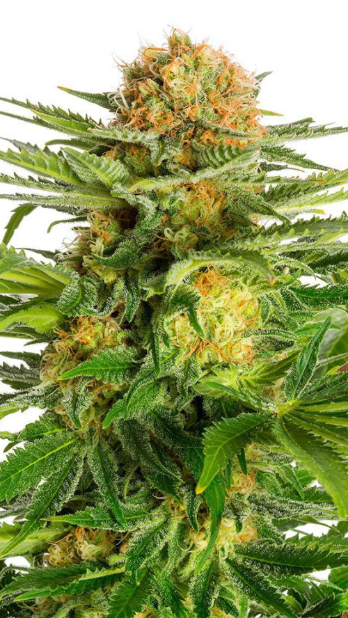 WHITE DOMINA