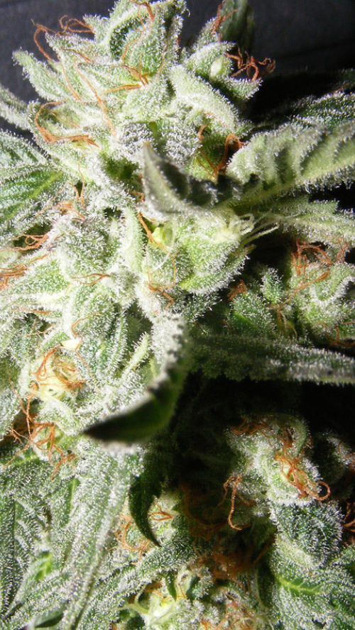 CONFIDENCIAL MEDICINE