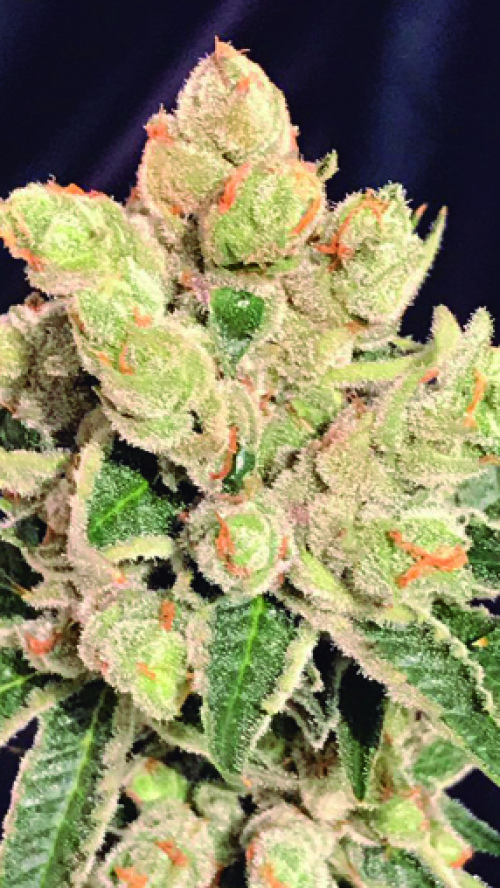 BANANA SHERBET