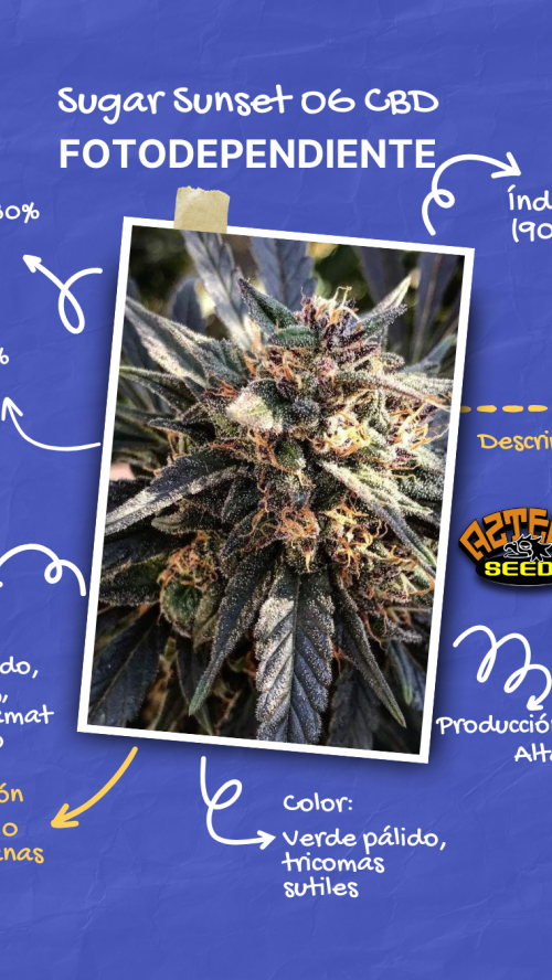 SUGAR SUNSET OG CBD x5