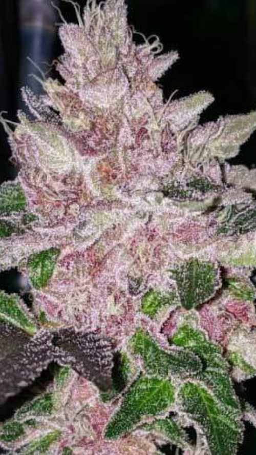 TROPICANA PUNCH x5