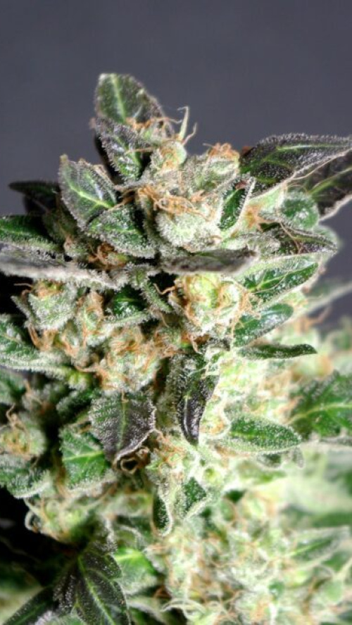 DIESEL GLUE