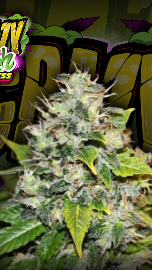 CRAZY KUSH EXPRESS