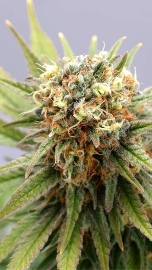 GSC