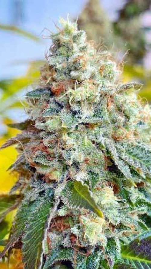 PAPAYA LEGEND x5