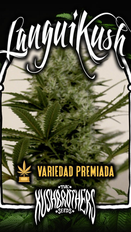 LANGUI KUSH