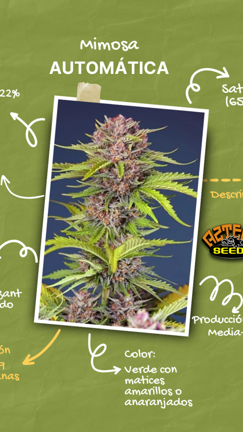 AUTO MIMOSA x10