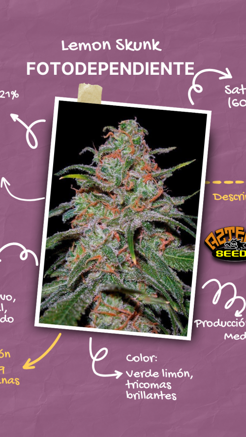 LEMON SKUNK  x5