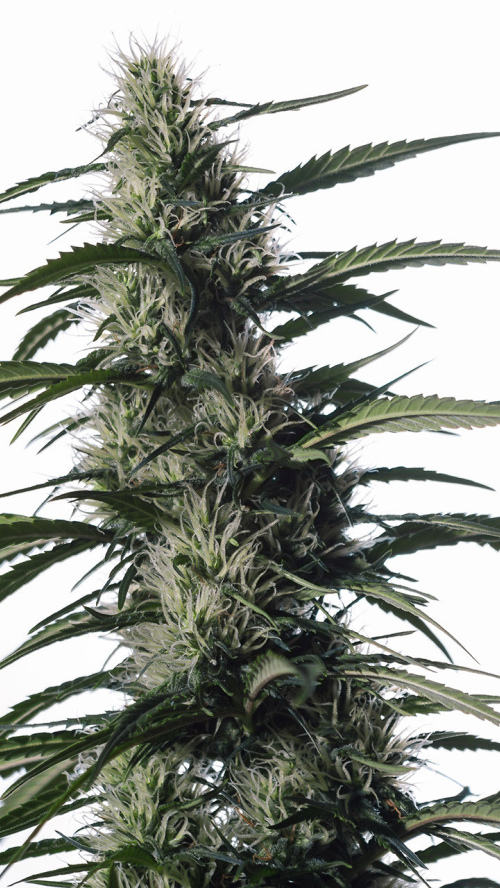SHISKABERRY TIJUANA x5