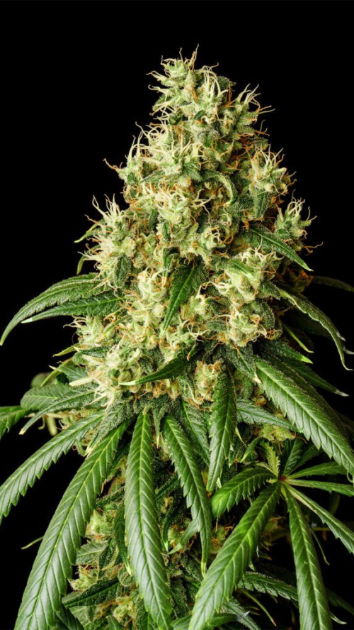 MIMOSA DREAM