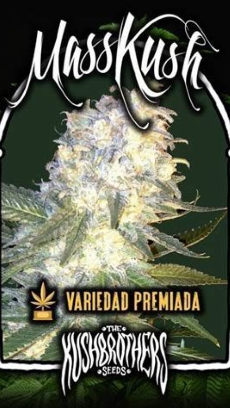 MASS KUSH