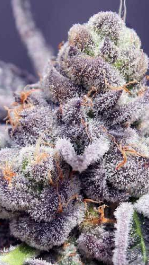 TROPICANA COOKIES x5