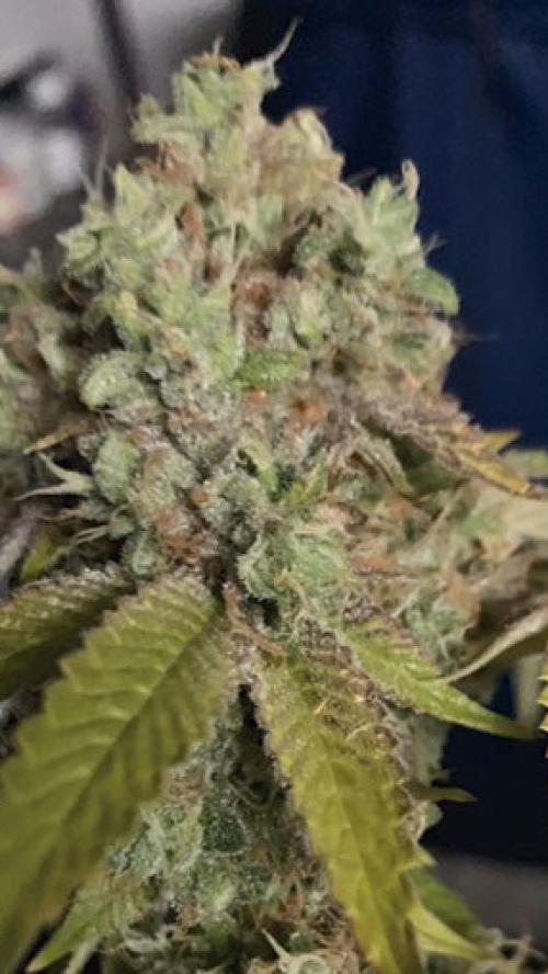 KUSH SHERBET